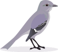 raybetAPP观鸟通讯